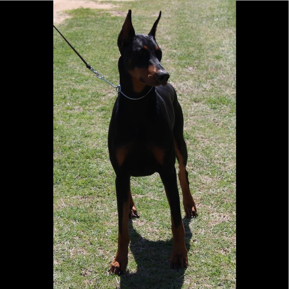 ❤️Nova❤️My Heart❤️ - Picture 5 of 16